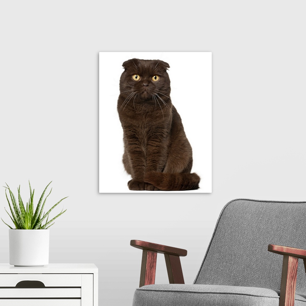 A modern room featuring Scottish Fold (18 months old) sitting