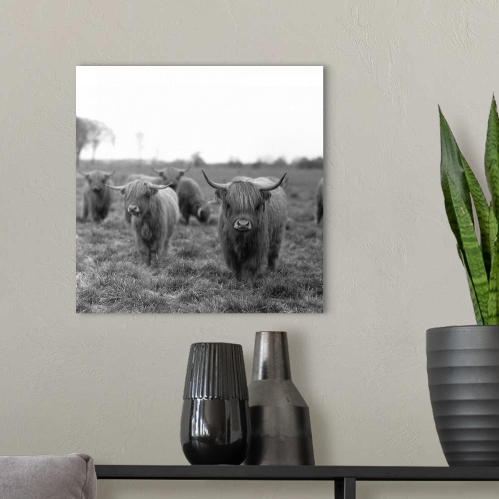 A modern room featuring Scottish highland cattle on field, Northern Germany.