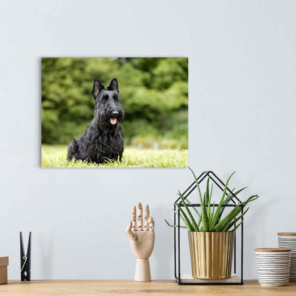 A bohemian room featuring Scottish Terrier