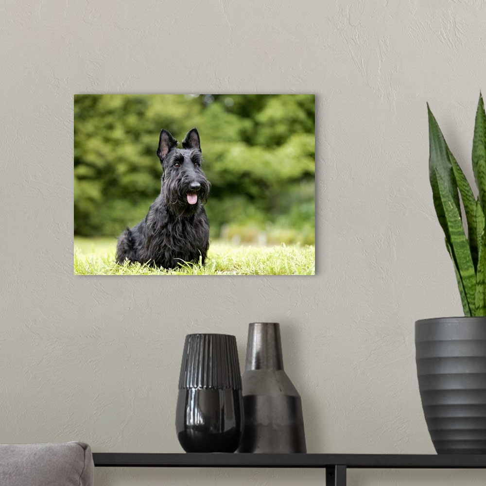 A modern room featuring Scottish Terrier