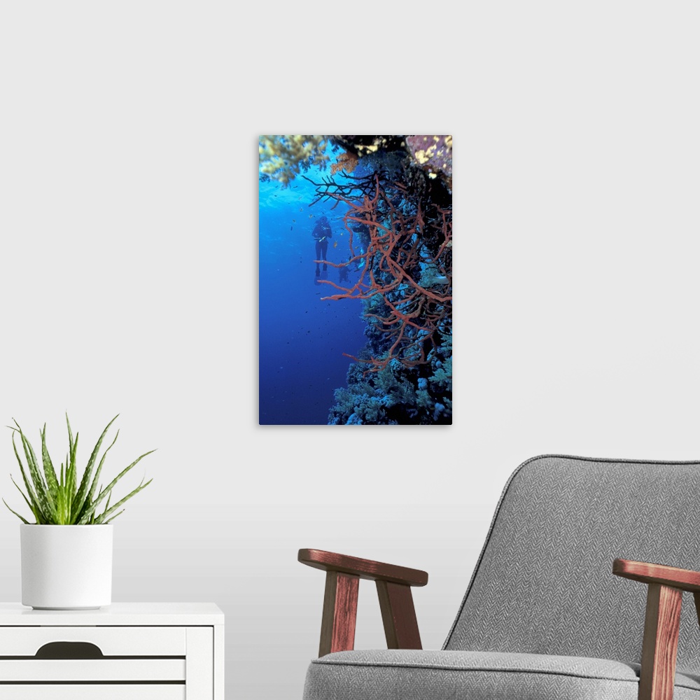 A modern room featuring scuba diver in deep water exploring sea life