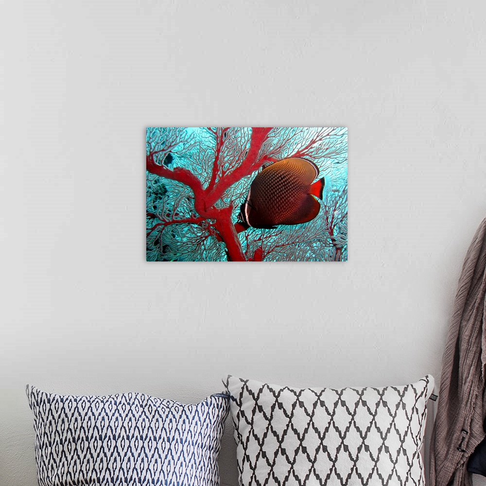 A bohemian room featuring Sea fan and butterflyfish, Similan Islands National Marine Park, Thailand.