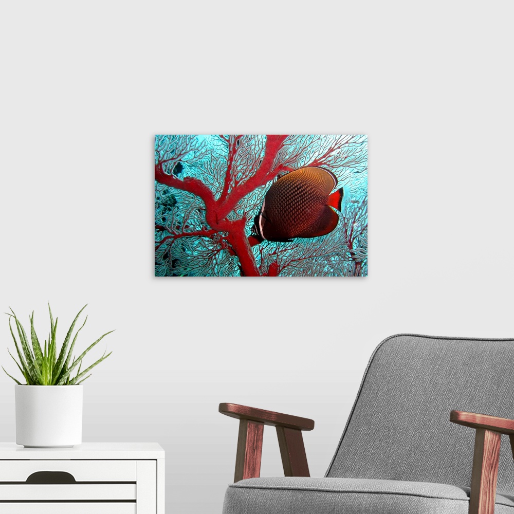 A modern room featuring Sea fan and butterflyfish, Similan Islands National Marine Park, Thailand.