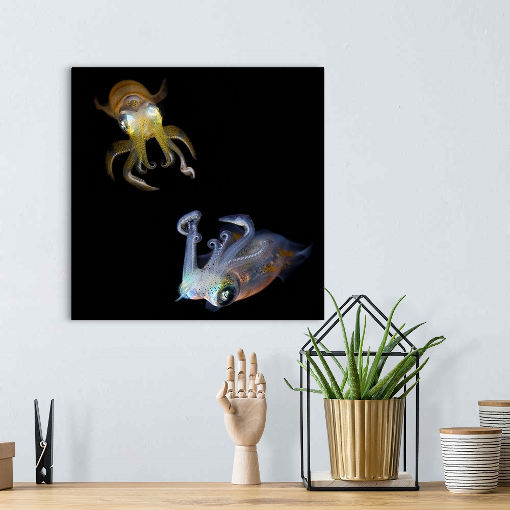 A bohemian room featuring Reef squids dancing at night. Indonesia. Underwater close-up.