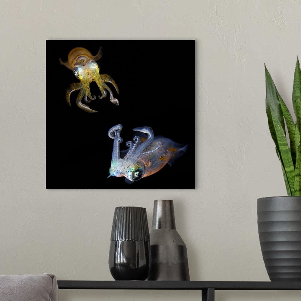 A modern room featuring Reef squids dancing at night. Indonesia. Underwater close-up.