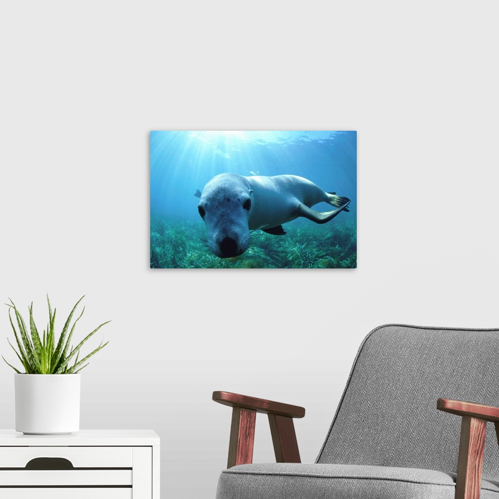 A modern room featuring Sea Lion
