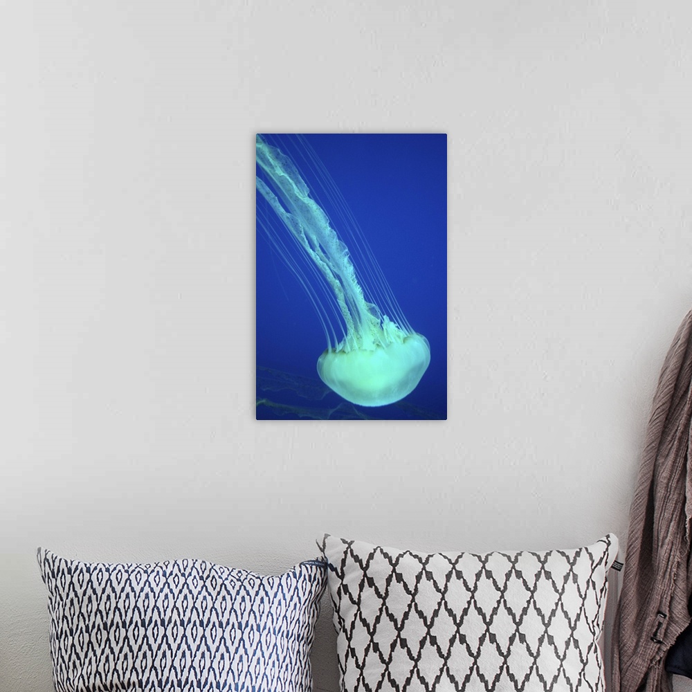 A bohemian room featuring Sea Nettle Jellyfish