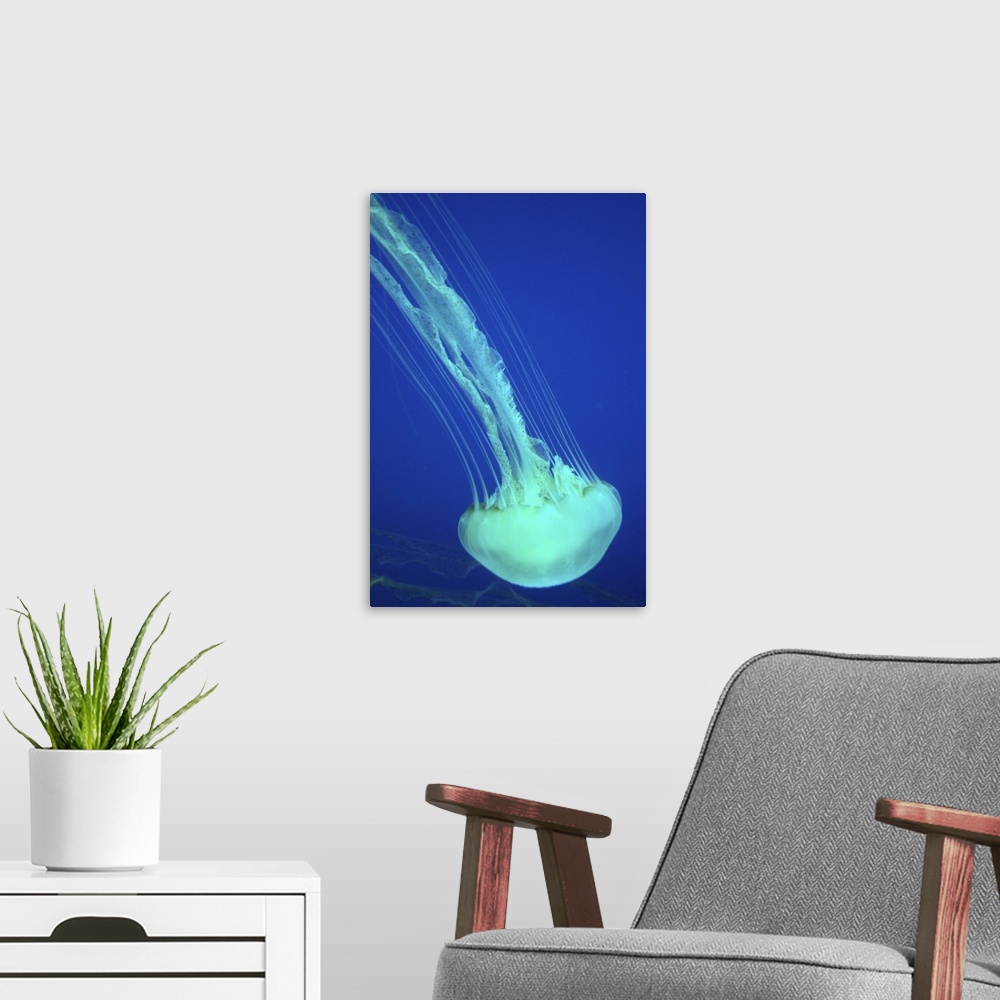 A modern room featuring Sea Nettle Jellyfish
