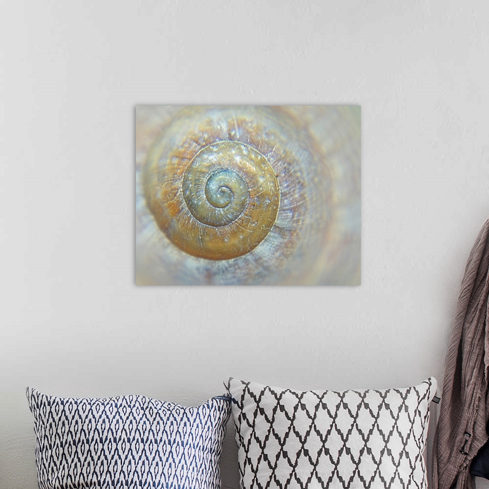 A bohemian room featuring Sea shell spiral detail