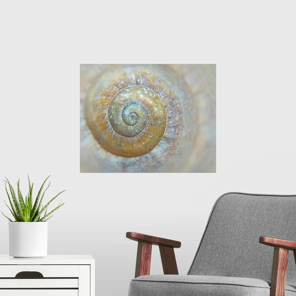 A modern room featuring Sea shell spiral detail