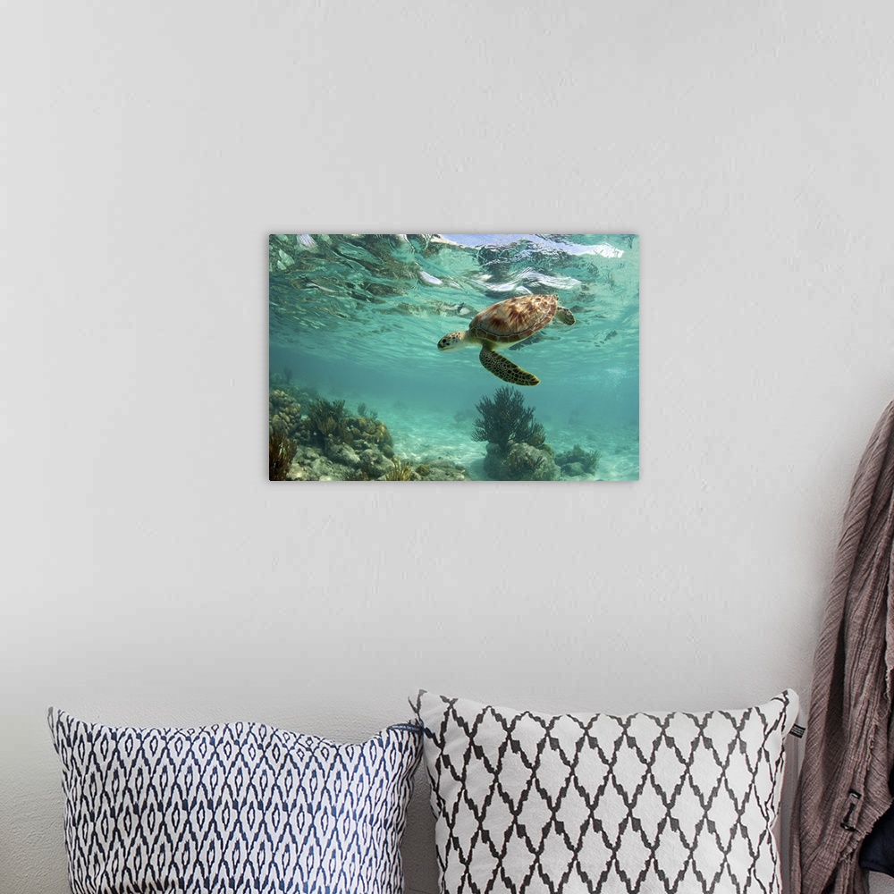 A bohemian room featuring Green sea turtle over coral reef underwater in Akumal, riveria Maya, Mexico.