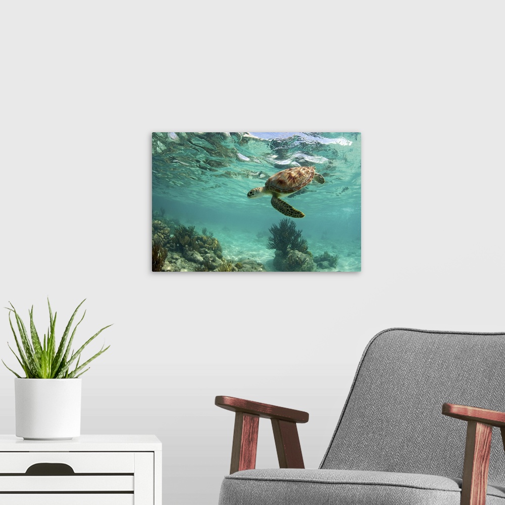 A modern room featuring Green sea turtle over coral reef underwater in Akumal, riveria Maya, Mexico.