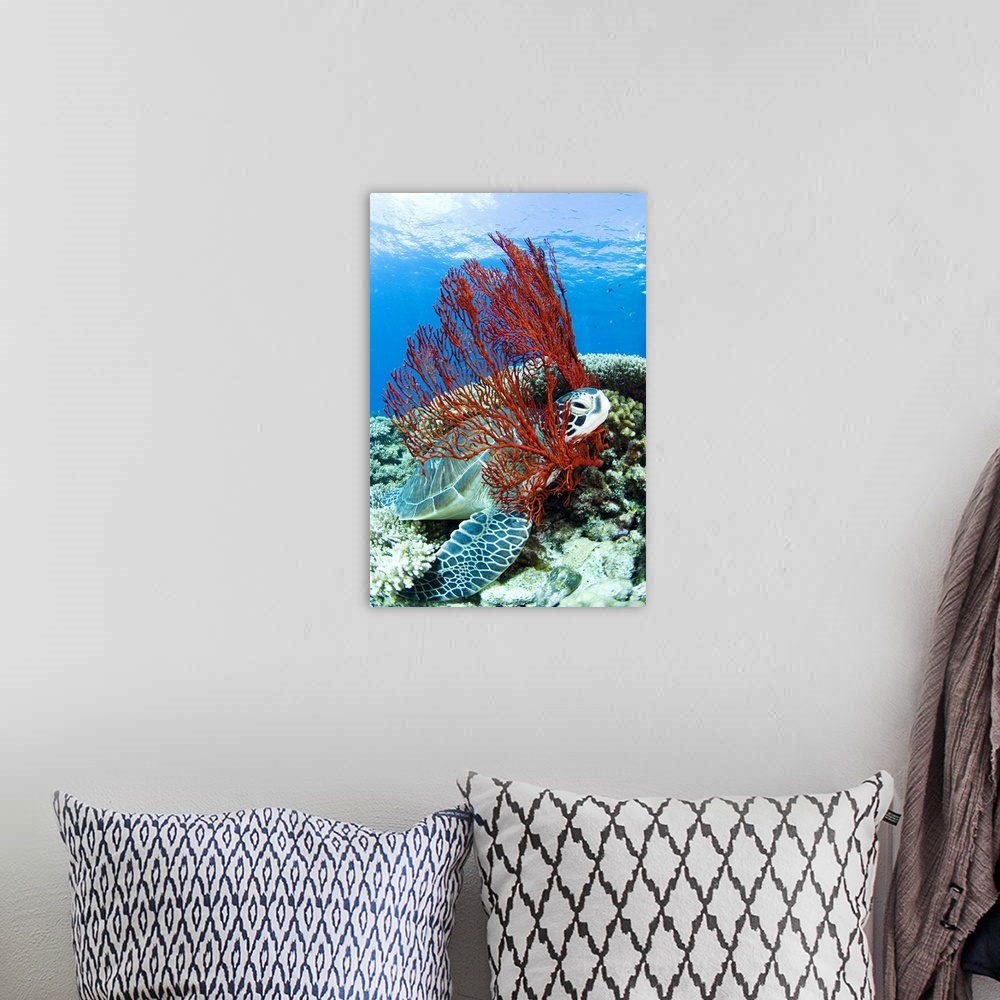 A bohemian room featuring Sea turtle resting underwater