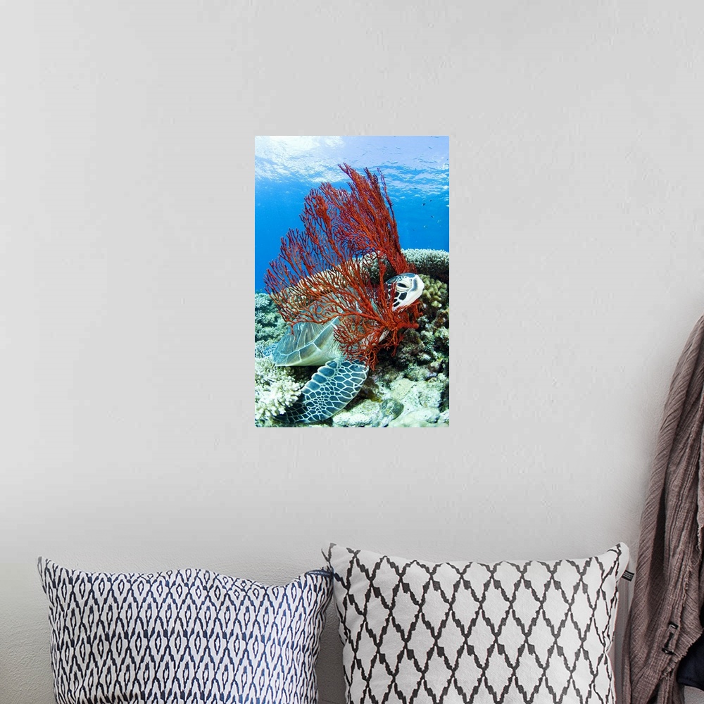 A bohemian room featuring Sea turtle resting underwater