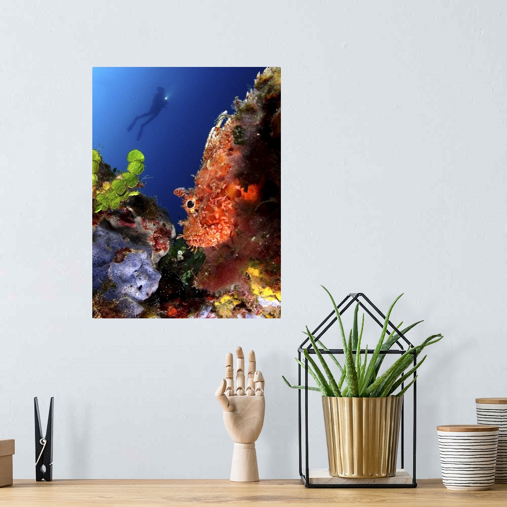 A bohemian room featuring Man scuba diving in sea and enjoying under water beauty.
