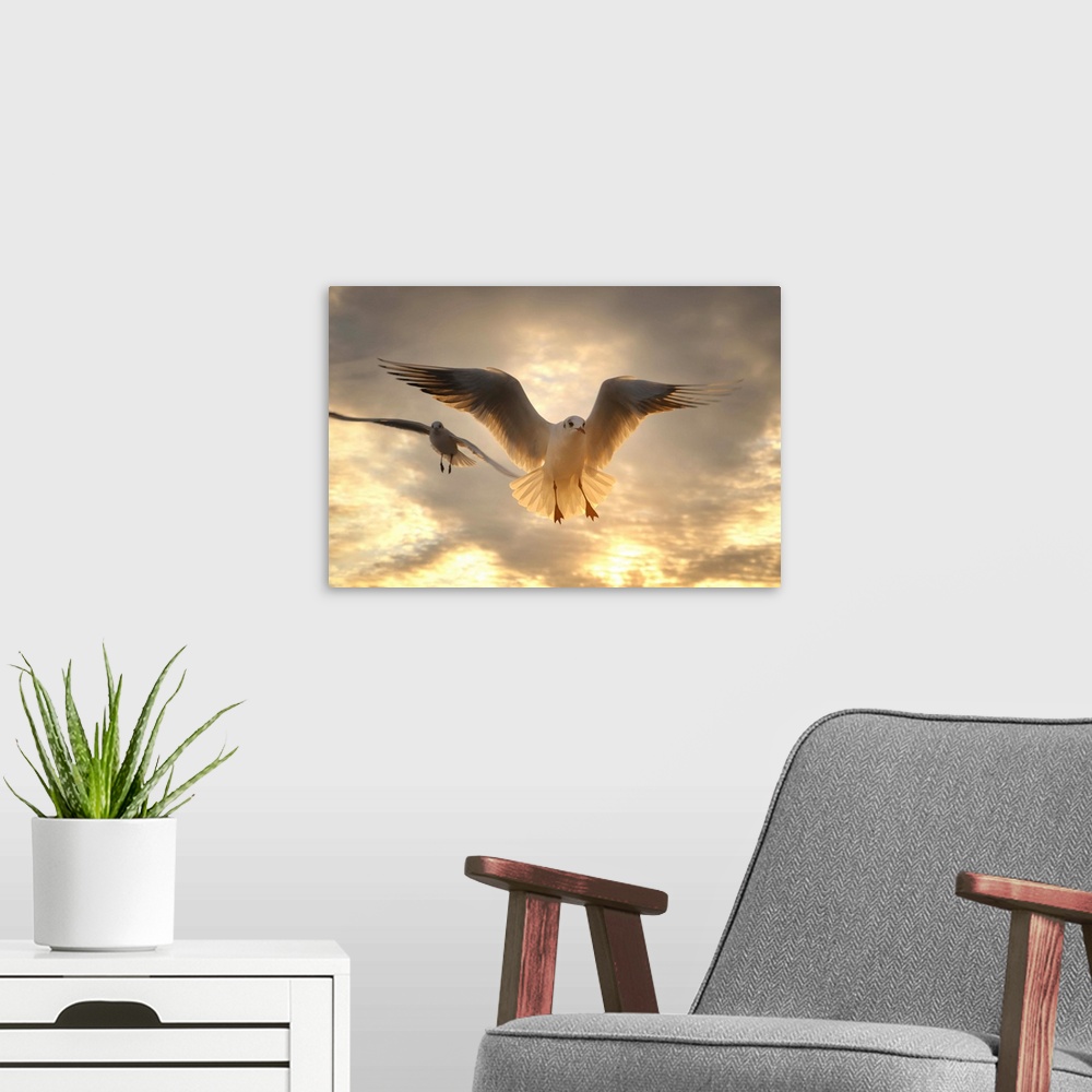 A modern room featuring Seagull at sunset, Menton France.