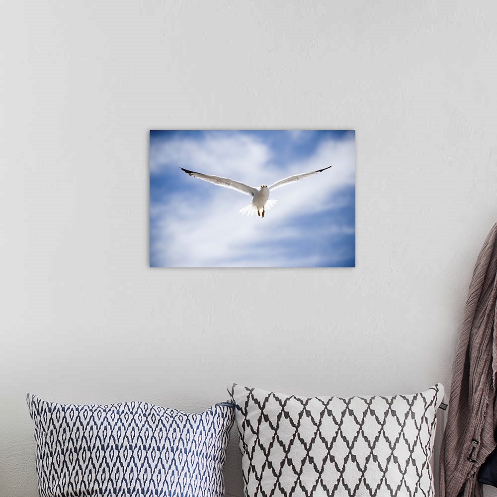 A bohemian room featuring Seagull flying, Morocco