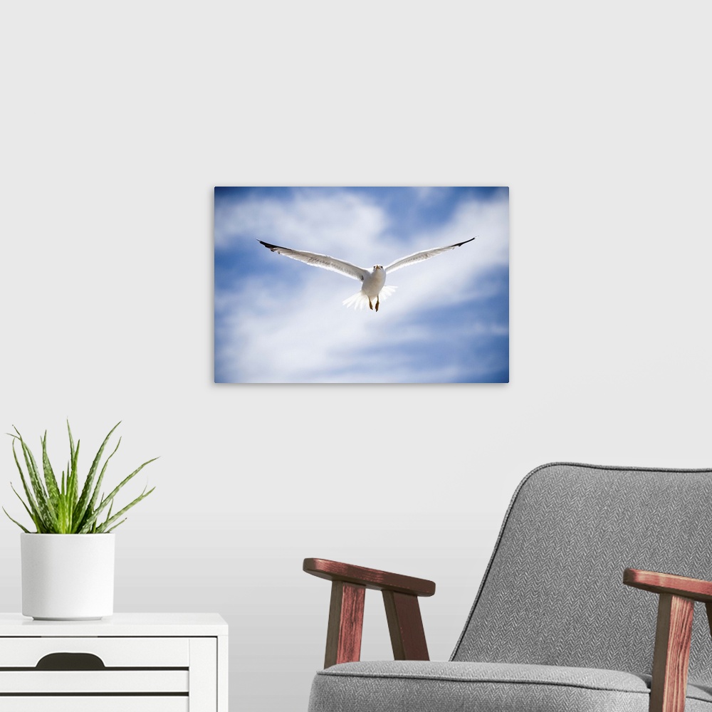 A modern room featuring Seagull flying, Morocco