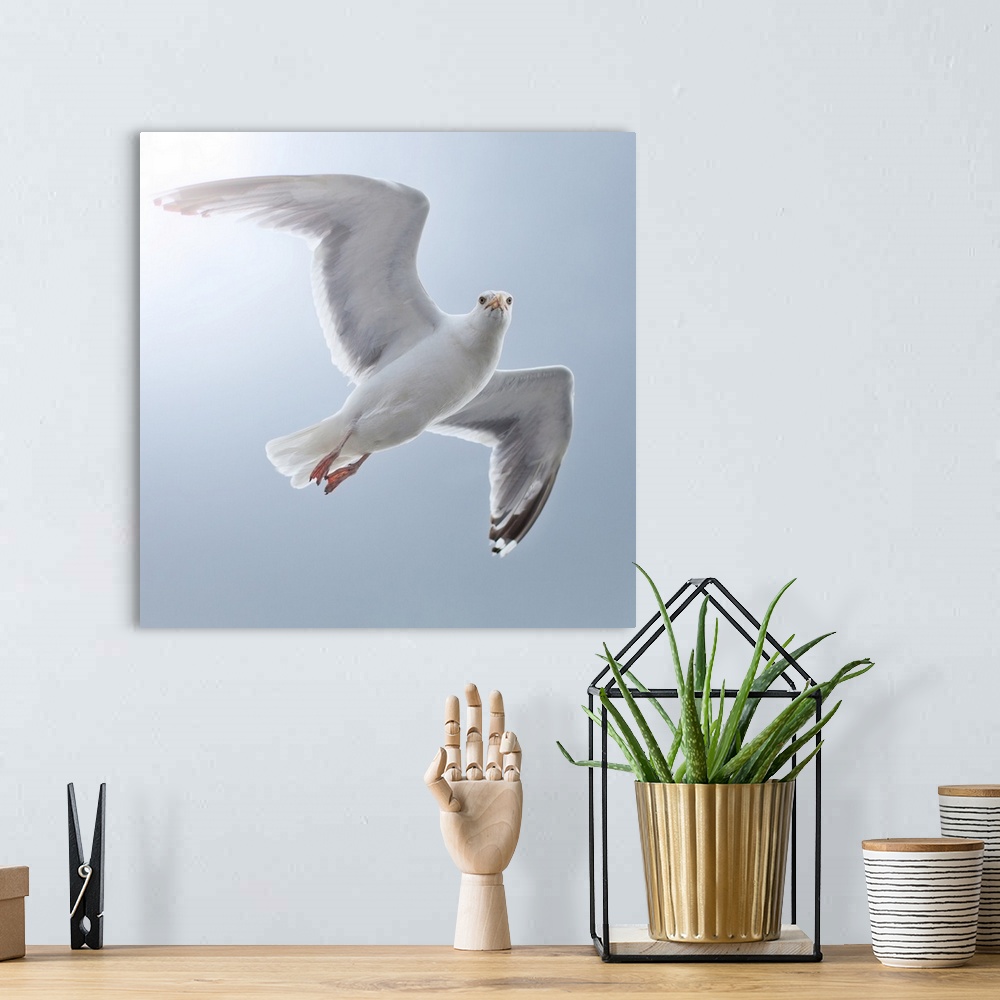 A bohemian room featuring Seagull looks straight into camera from sky.