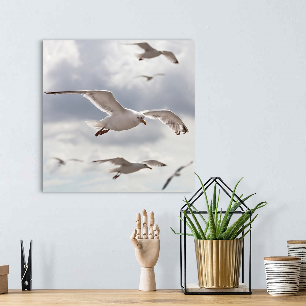 A bohemian room featuring Seagulls flying in front of cloudy sky.