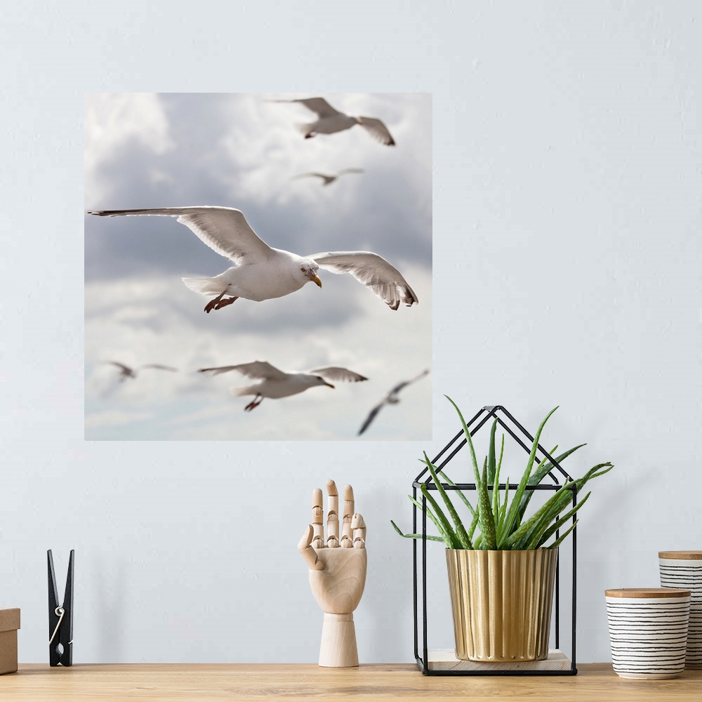 A bohemian room featuring Seagulls flying in front of cloudy sky.