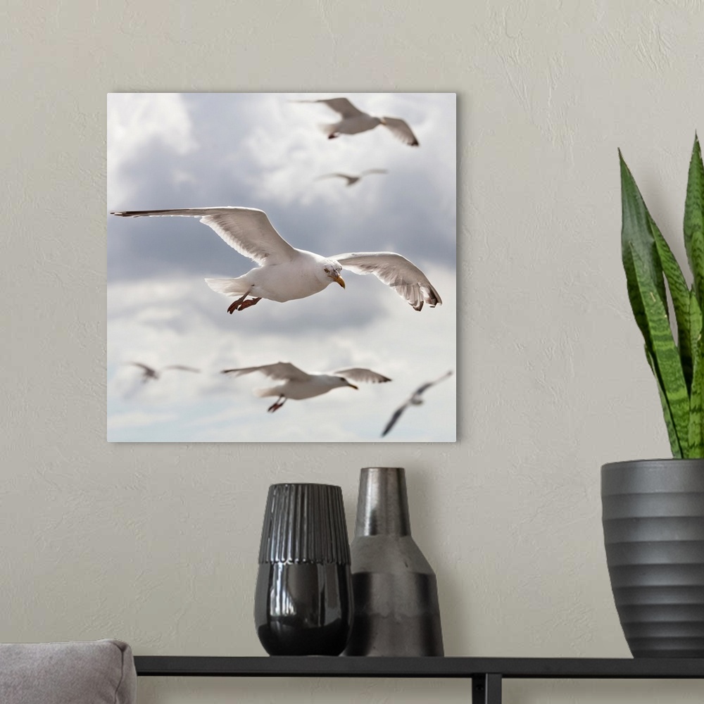 A modern room featuring Seagulls flying in front of cloudy sky.