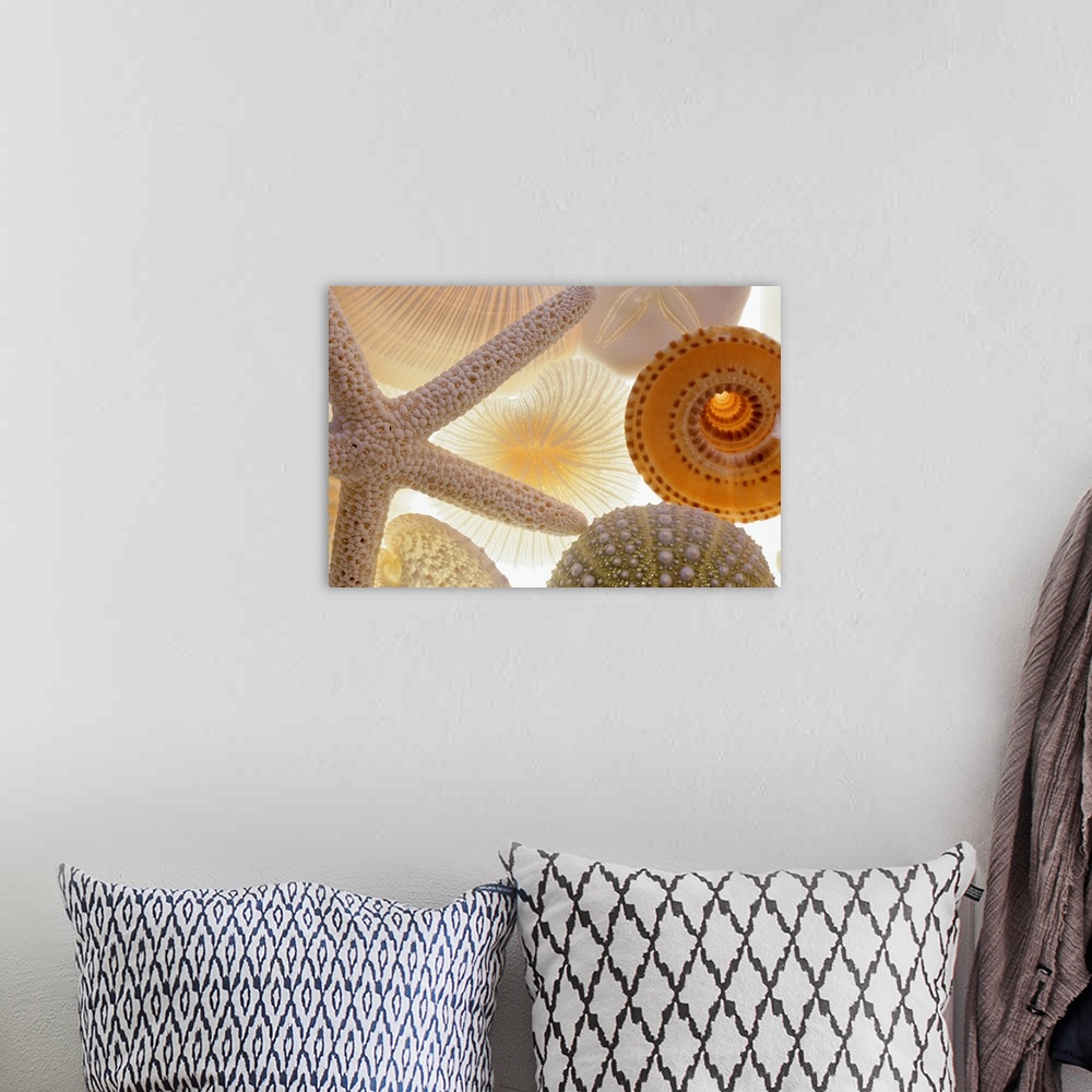 A bohemian room featuring Large, horizontal photograph of a variety of backlit seashells and a starfish.