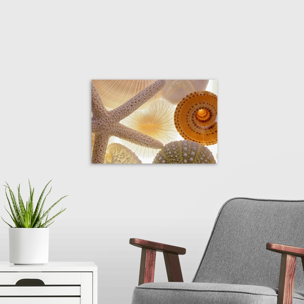 A modern room featuring Large, horizontal photograph of a variety of backlit seashells and a starfish.