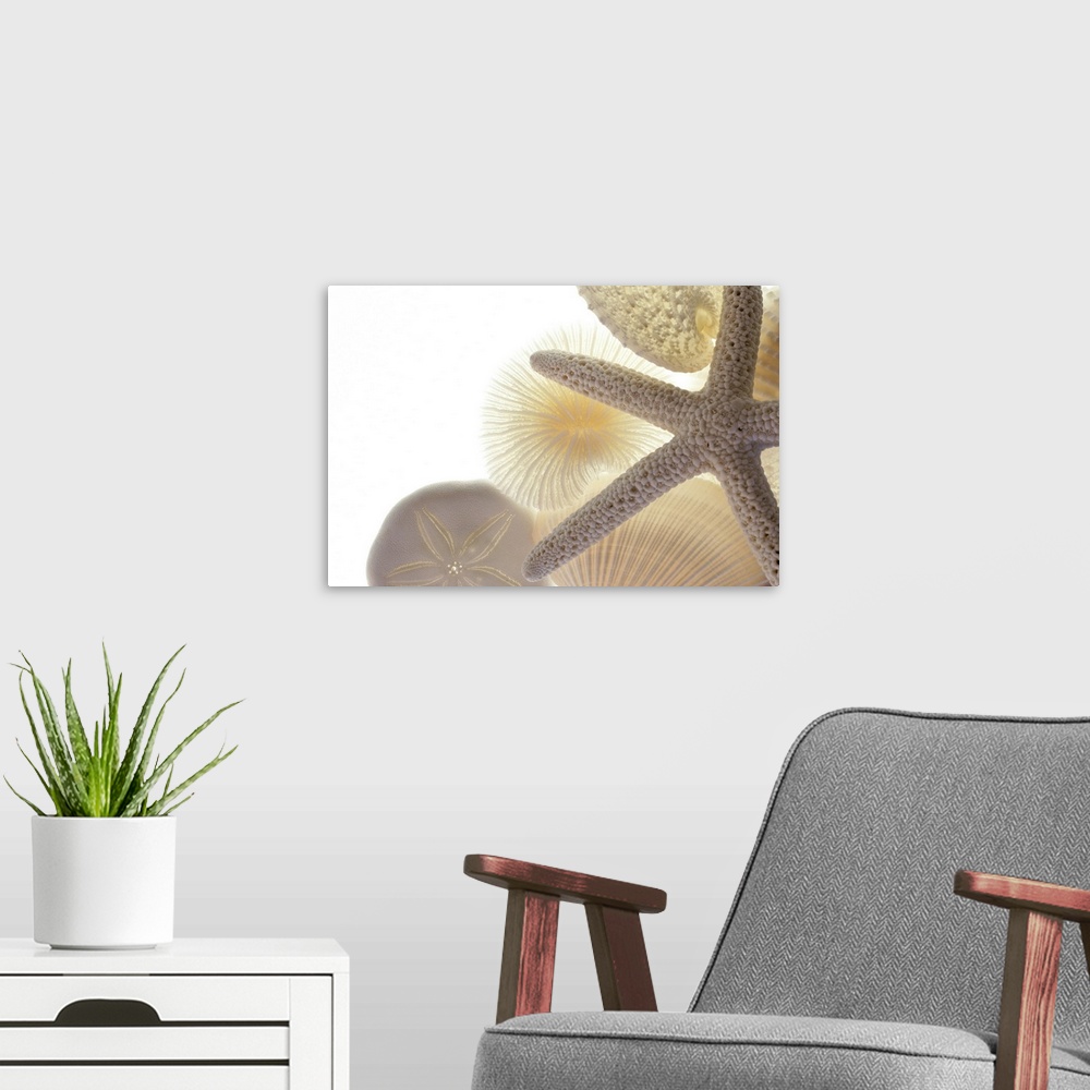 A modern room featuring This closely taken photograph contains seashells, a starfish and a sand dollar all in an off whit...