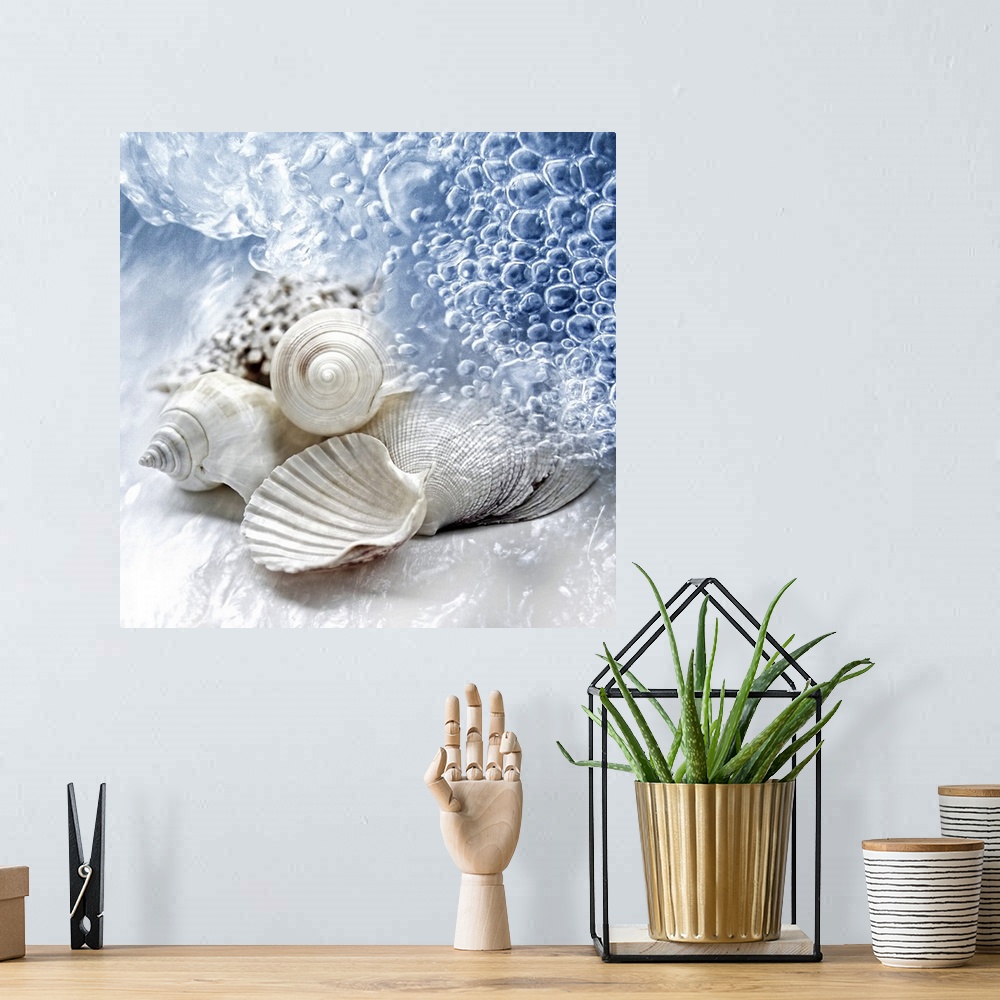 A bohemian room featuring Up-close photograph of conch shells on shoreline surrounded by water.