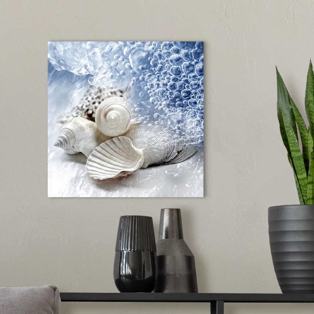 A modern room featuring Up-close photograph of conch shells on shoreline surrounded by water.
