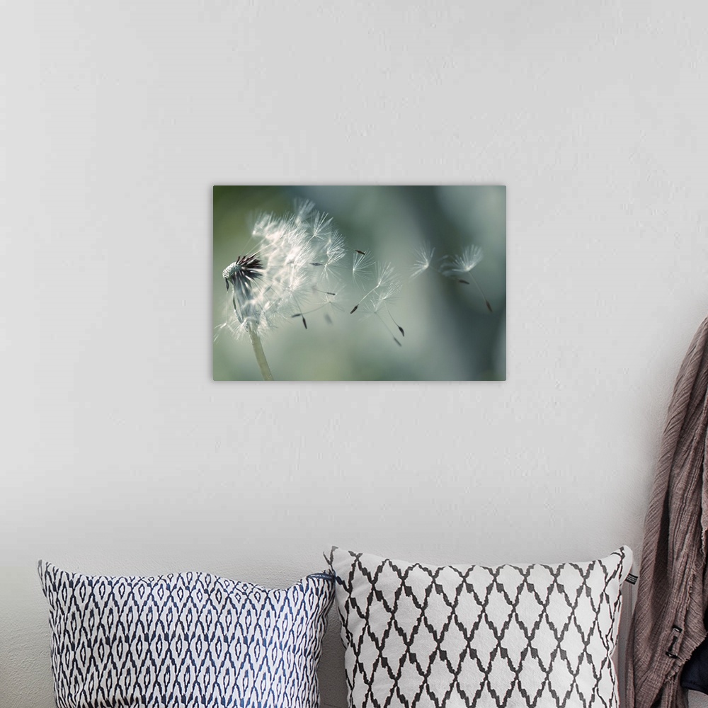 A bohemian room featuring Seeds of dandelion blowing in wind France.
