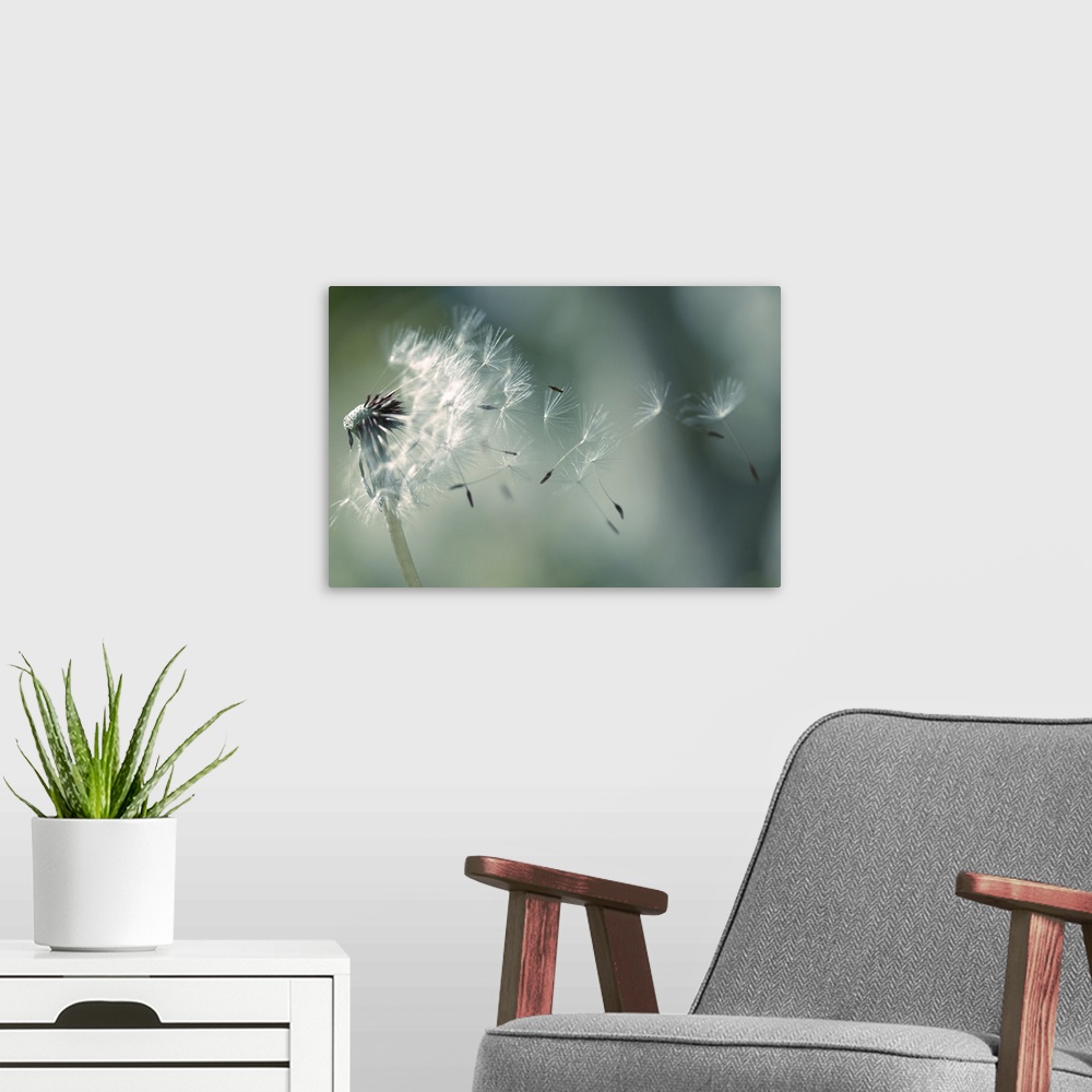 A modern room featuring Seeds of dandelion blowing in wind France.