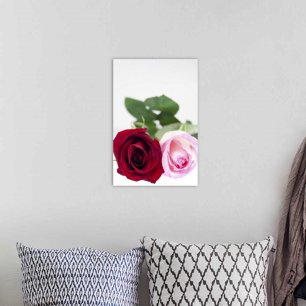 A bohemian room featuring Selective focus, close-up of two roses, one red, the other pink, on a white background.