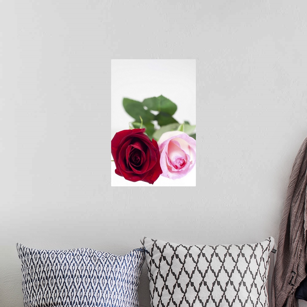 A bohemian room featuring Selective focus, close-up of two roses, one red, the other pink, on a white background.