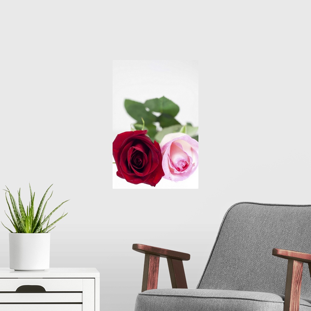 A modern room featuring Selective focus, close-up of two roses, one red, the other pink, on a white background.