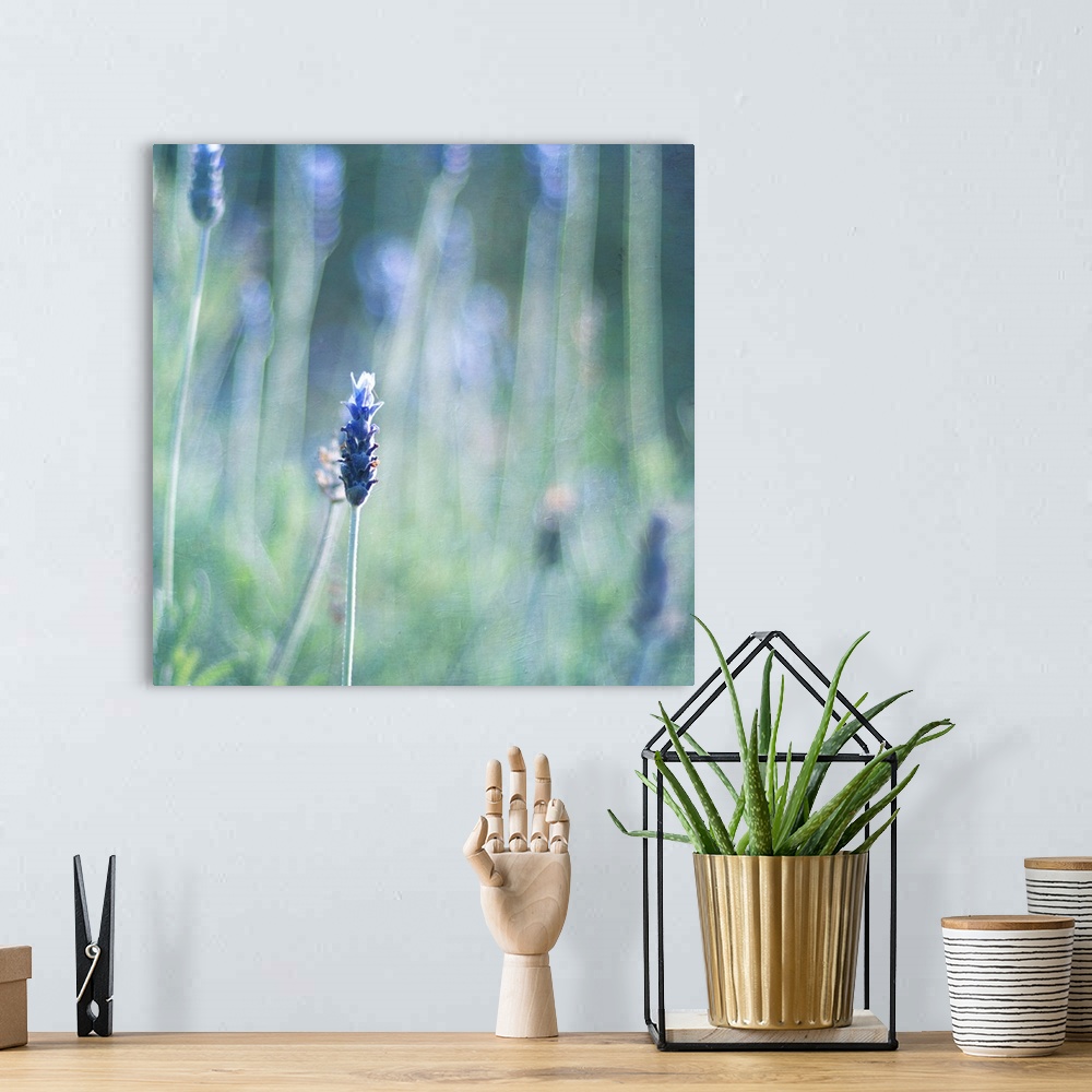 A bohemian room featuring Selectively focused photo of lavender flower.