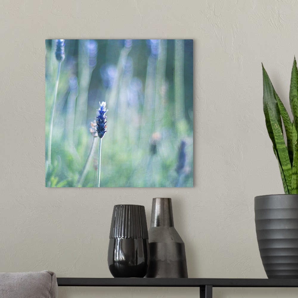 A modern room featuring Selectively focused photo of lavender flower.