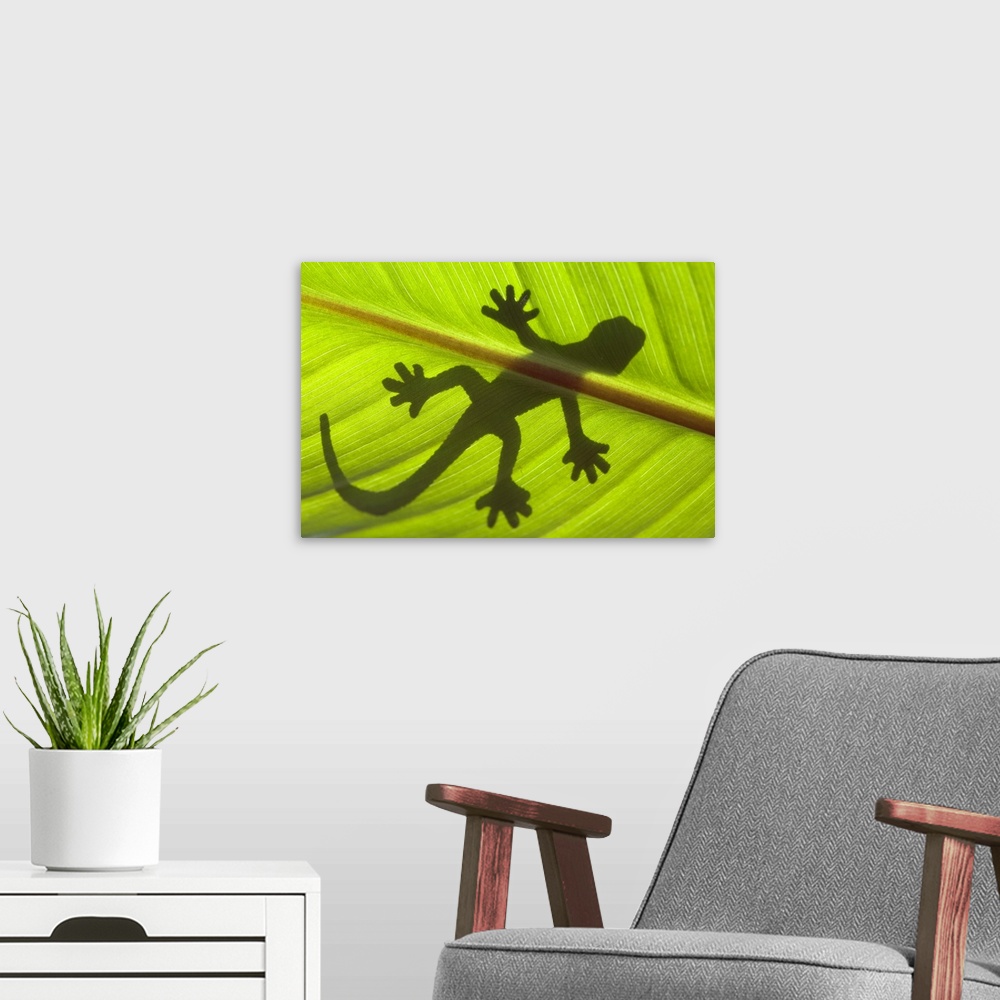 A modern room featuring Shadow of a gecko on a leaf