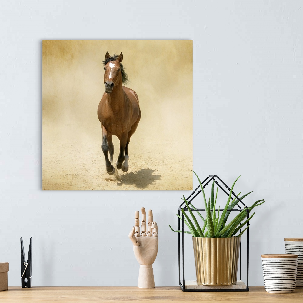 A bohemian room featuring Shagya-Arabian horse cantering through dust.