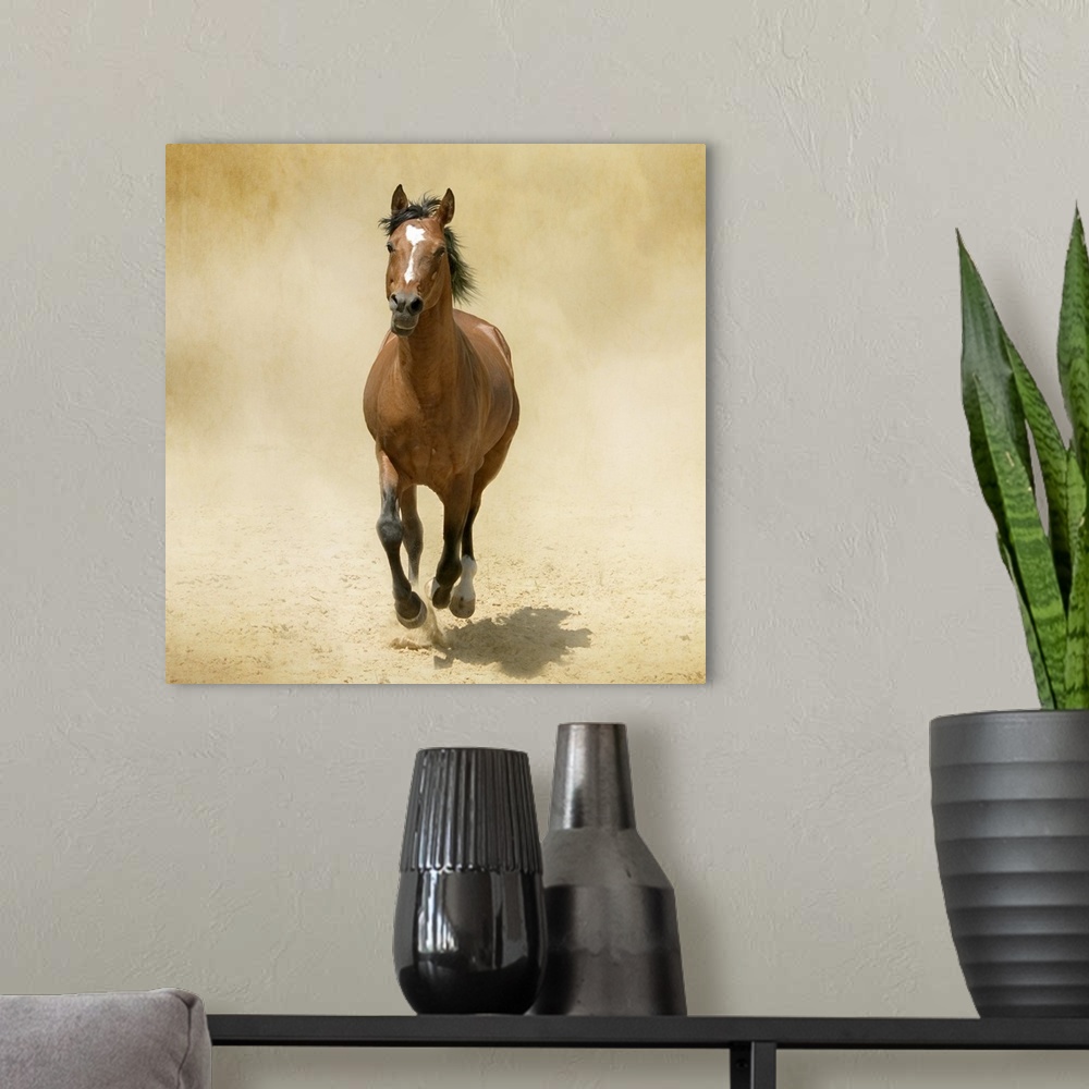 A modern room featuring Shagya-Arabian horse cantering through dust.