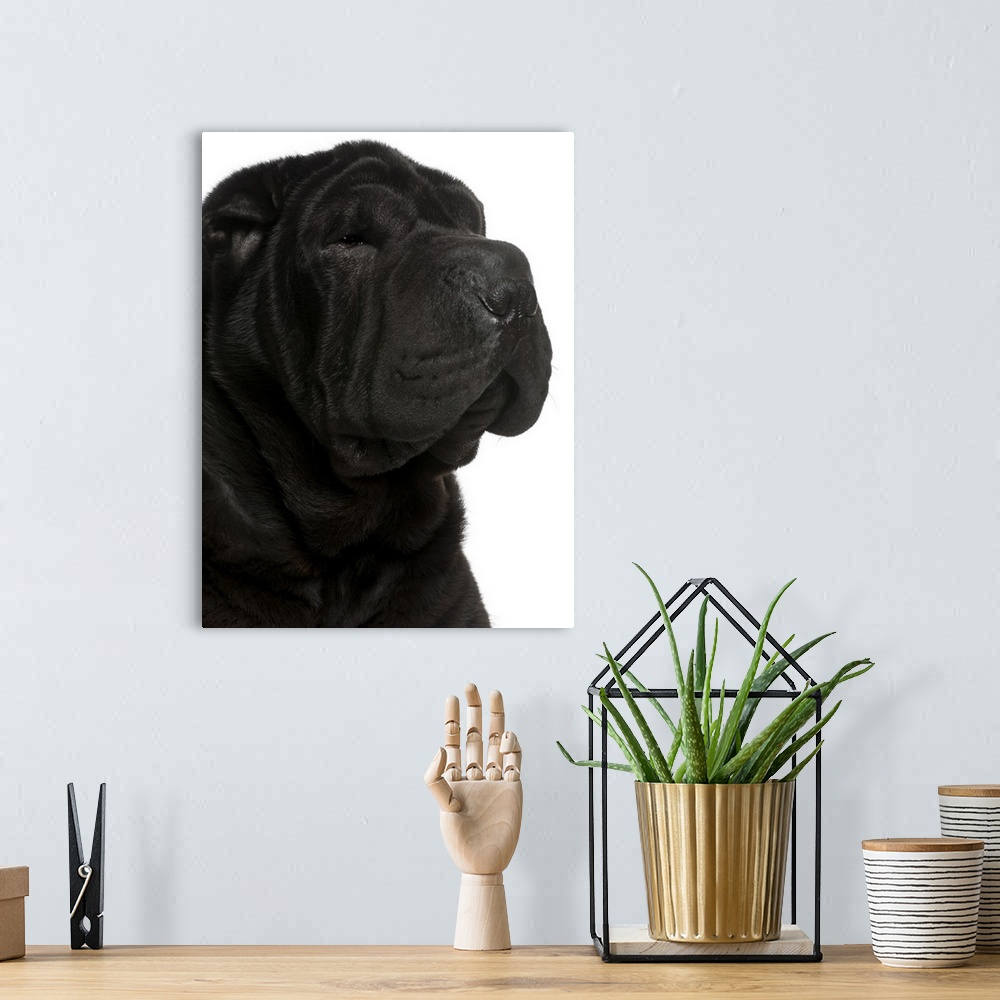 A bohemian room featuring Shar Pei (1 year old) close-up