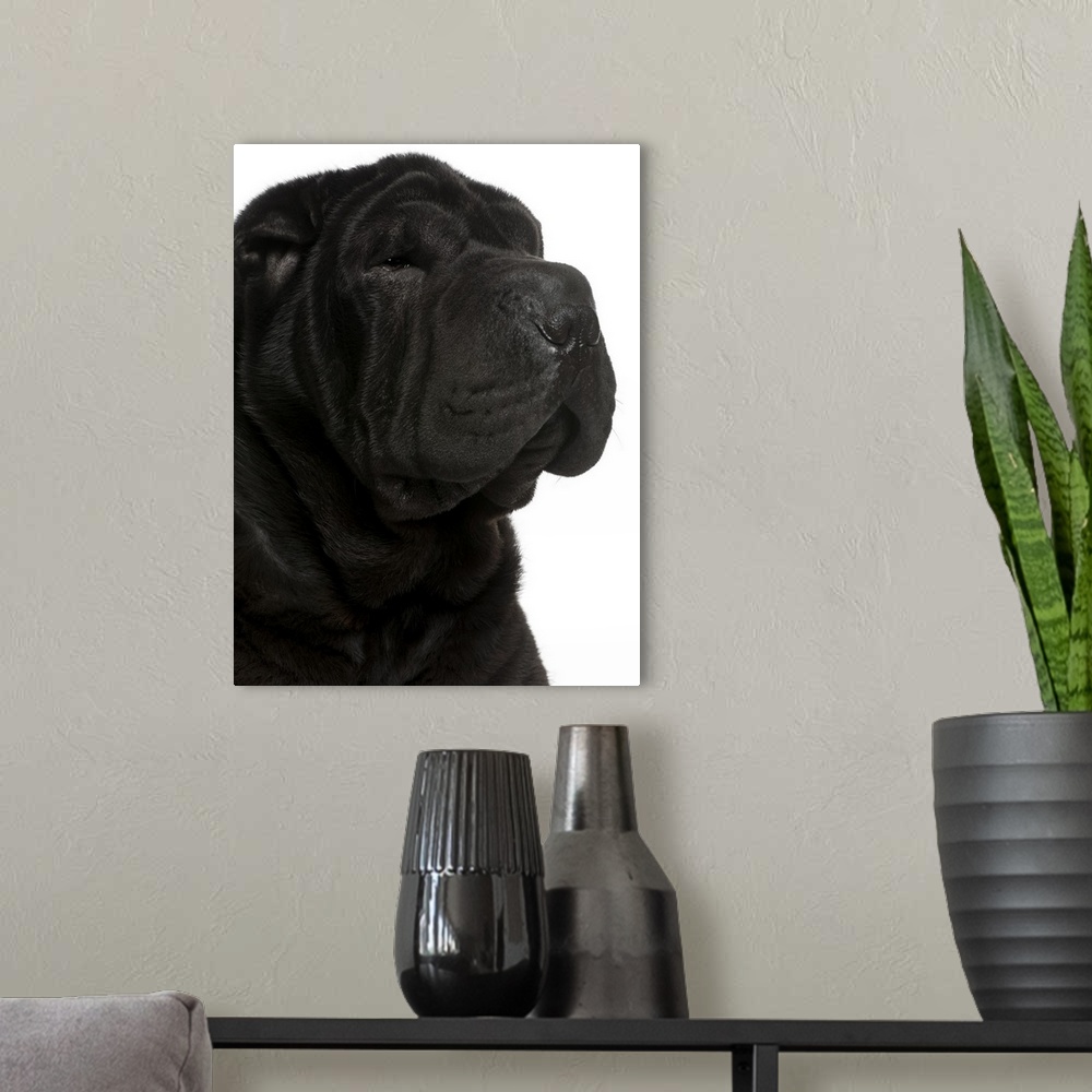 A modern room featuring Shar Pei (1 year old) close-up