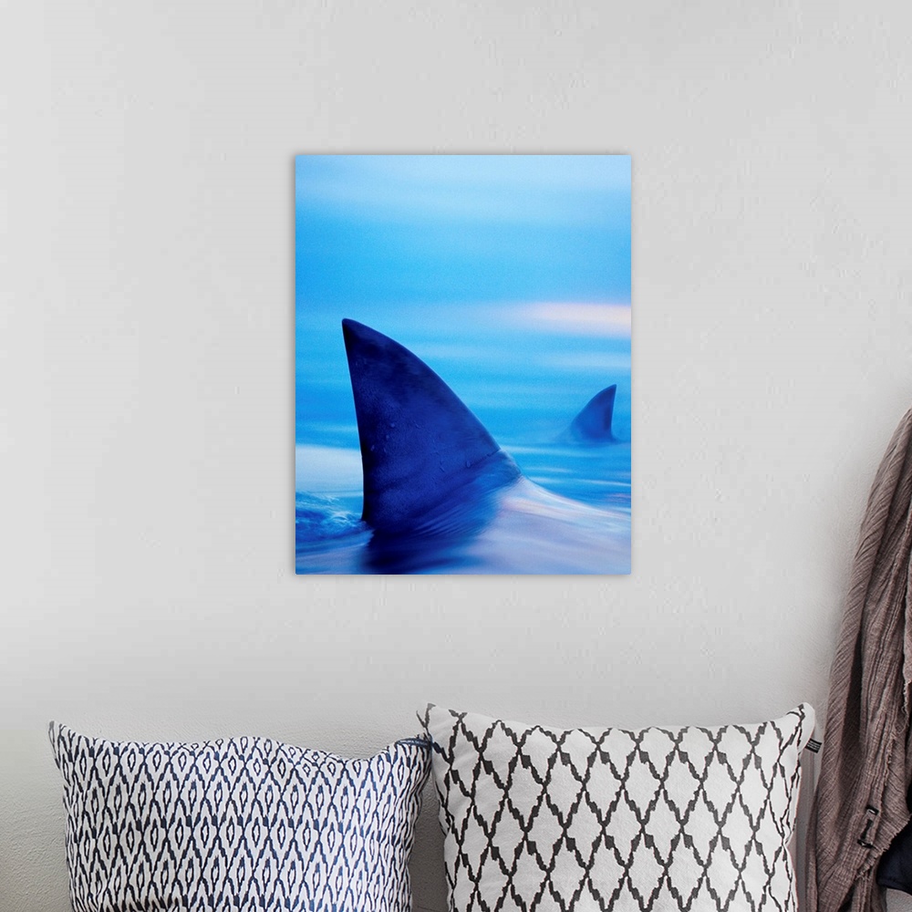 A bohemian room featuring Shark Fins Cutting Surface Of Water