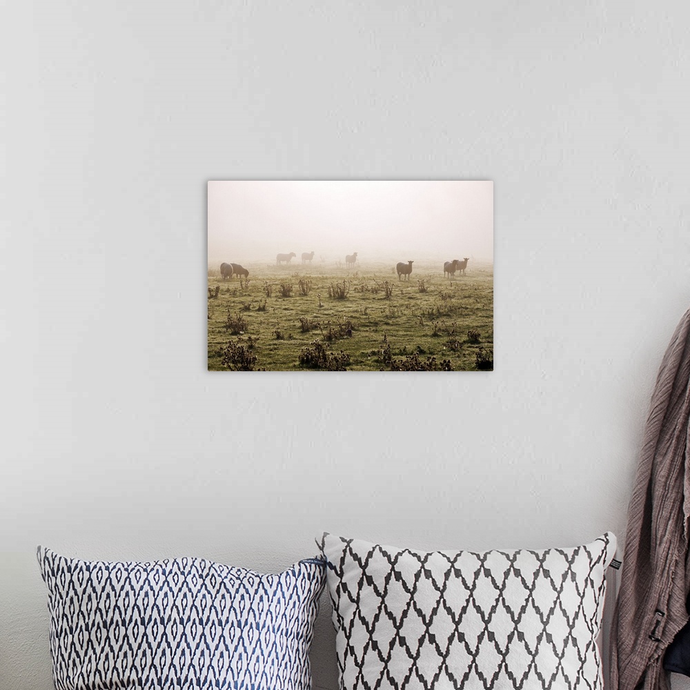 A bohemian room featuring Sheep grazing in the fog, Cambridgeshire, England, UK