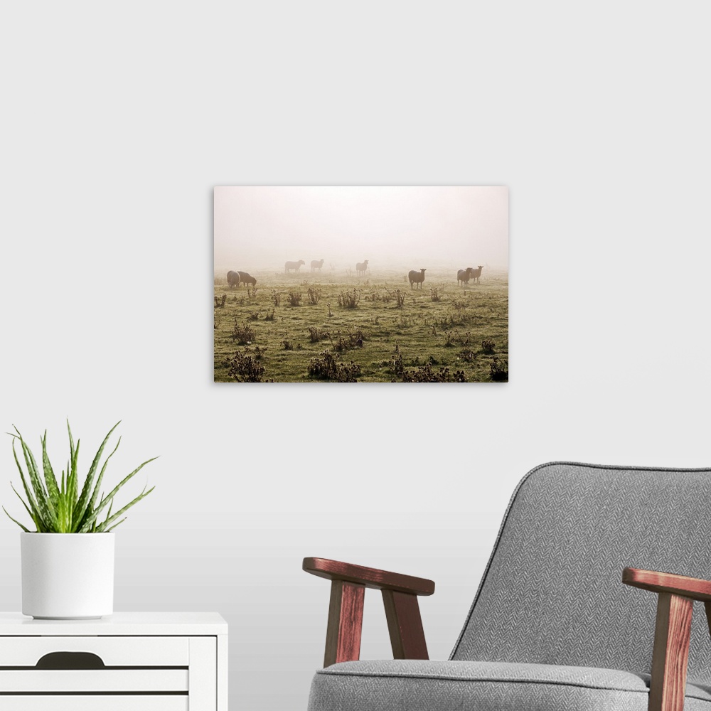 A modern room featuring Sheep grazing in the fog, Cambridgeshire, England, UK