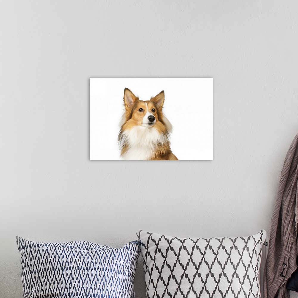 A bohemian room featuring Potrait of a Shelti!Female dog sitting for white paper. Stockphoto.