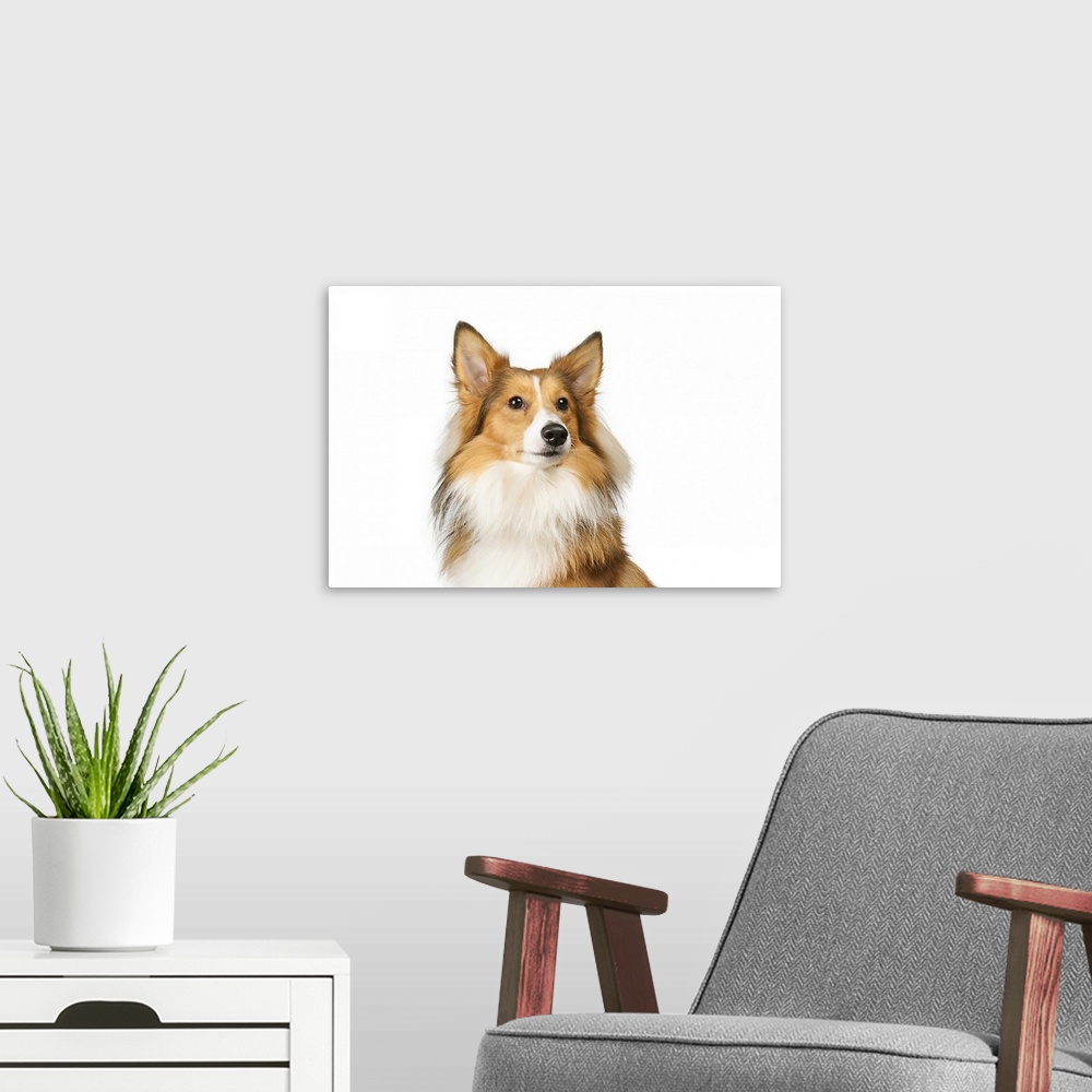 A modern room featuring Potrait of a Shelti!Female dog sitting for white paper. Stockphoto.