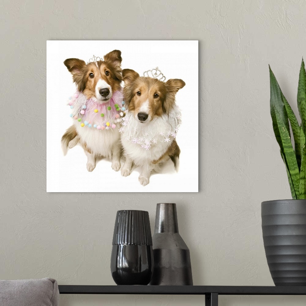 A modern room featuring Shetland sheepdogs dressed in princess costumes, studio shot