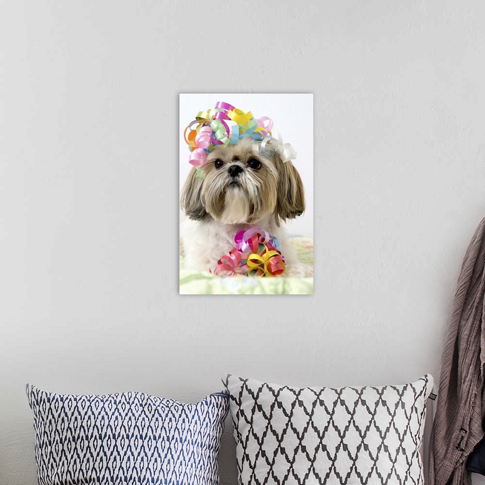 A bohemian room featuring Shi Tzu dog with curly ribbons on head and by front paws